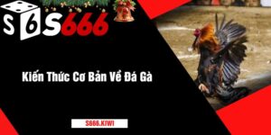Kiến Thức Cơ Bản Về Đá Gà