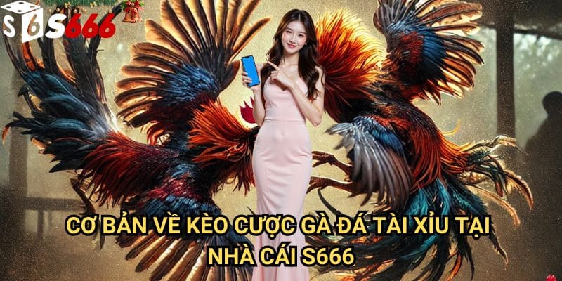 Kèo cược gà đá tài xỉu S666: Phương pháp phân tích và chiến thuật đặt cược hiệu quả 2 Cơ bản về Kèo cược gà đá tài xỉu tại nhà cái S666
