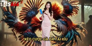Kèo cược gà đá tài xỉu S666: Phương pháp phân tích và chiến thuật đặt cược hiệu quả